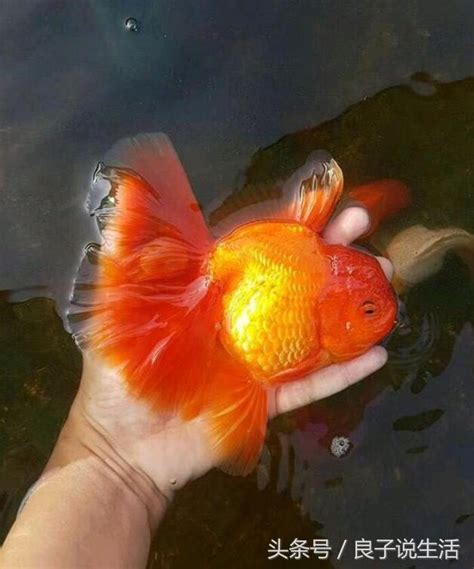 金魚品種好養